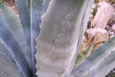 AGAVE AMERICANA